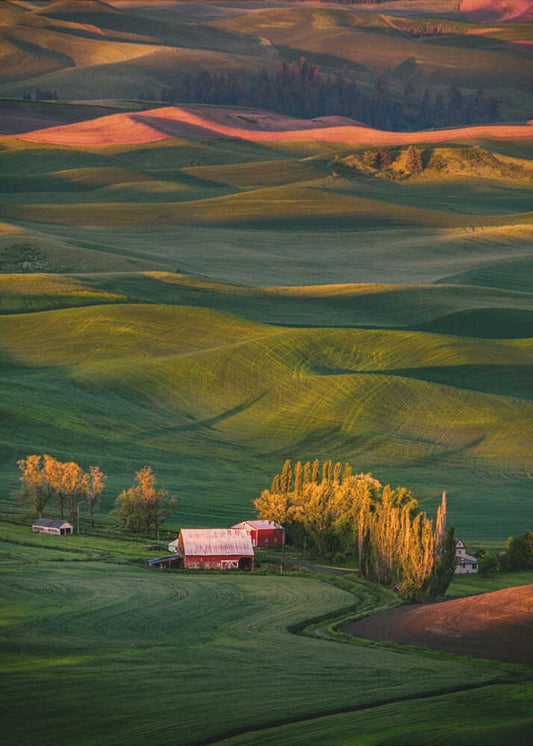 Wheat field 3