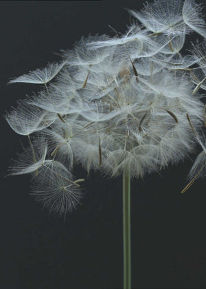 Salsify Seed Head