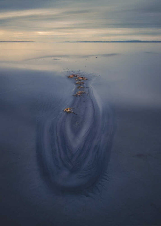 Crocodile on the beach