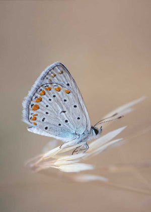 Polyommatus Icarus (Male)