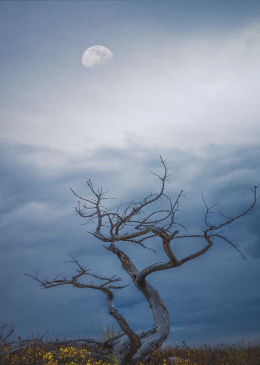 Morning moon