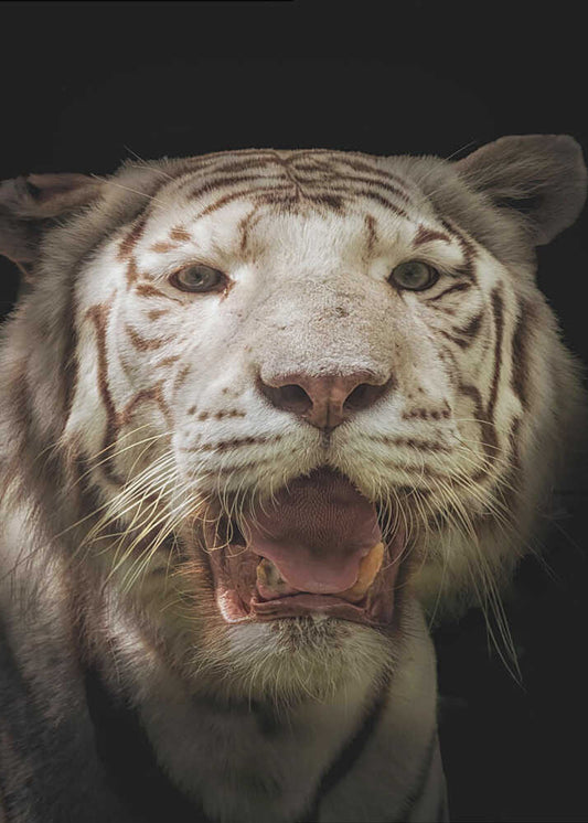 White tiger