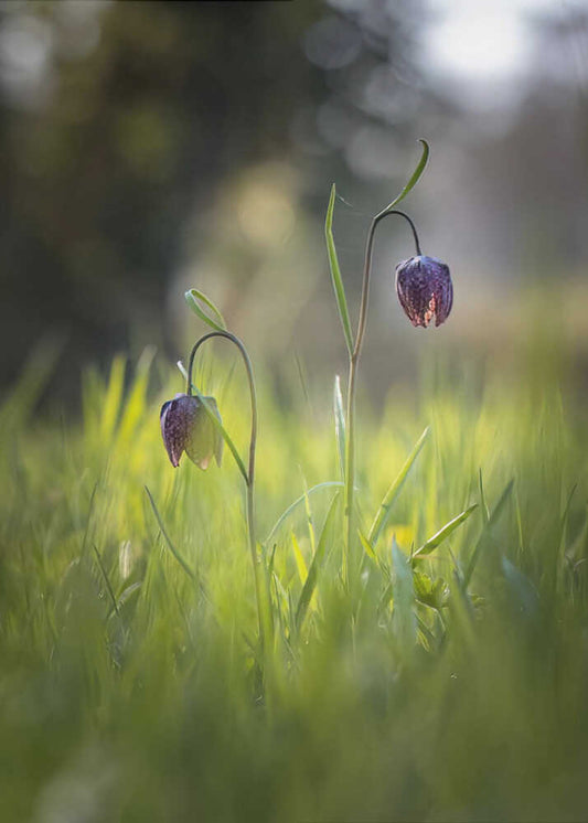 Meadow flowers