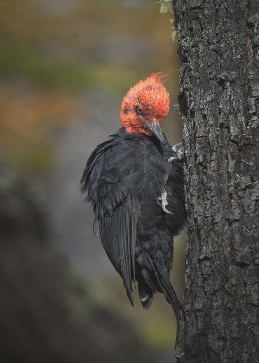 A woodpecker  with attitude