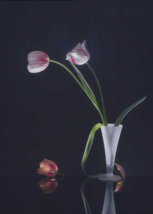 Elegant Tulips Still Life