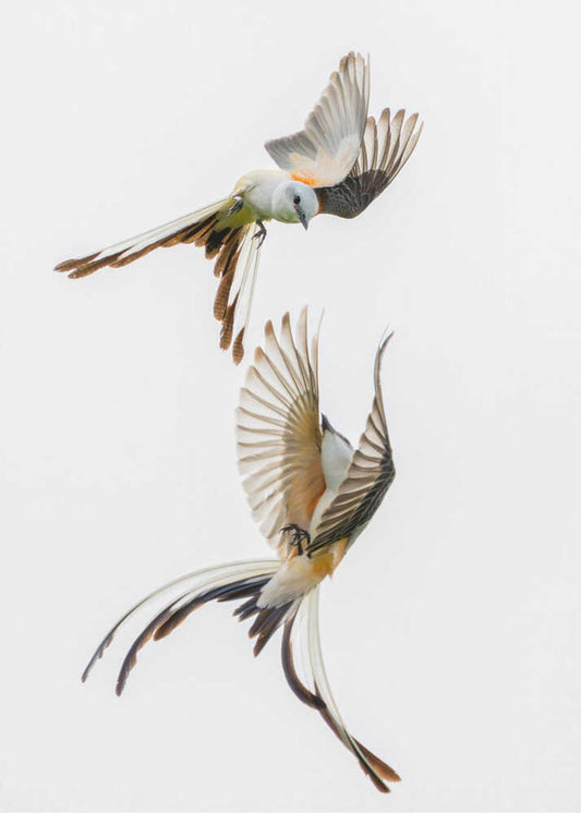 Scissor-tailed flycatchers