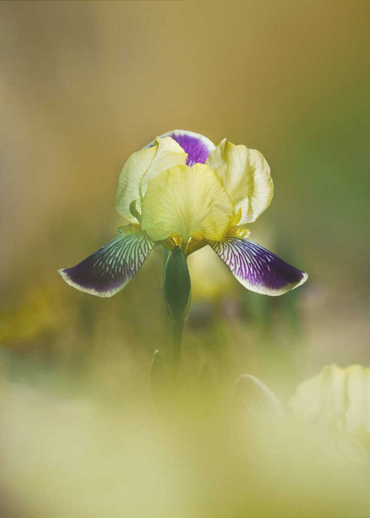 Iris