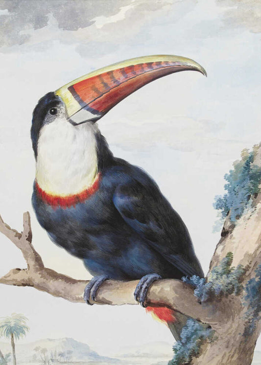 Red Billed Toucan