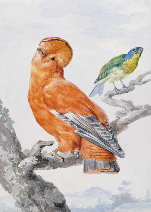 Two Exotic Birds