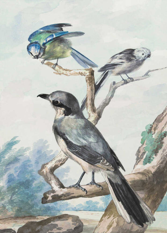 Three Birds