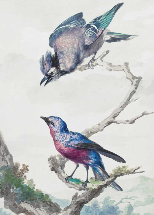 Two Birds  a Blue Jay and a Purple Breasted Cotinga