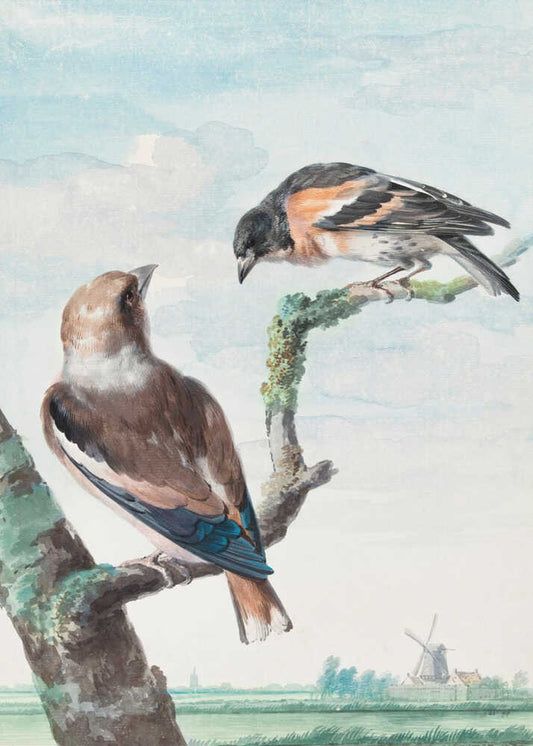 Two Birds  Hawfinch