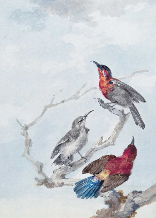 Three Crimson Sunbirds