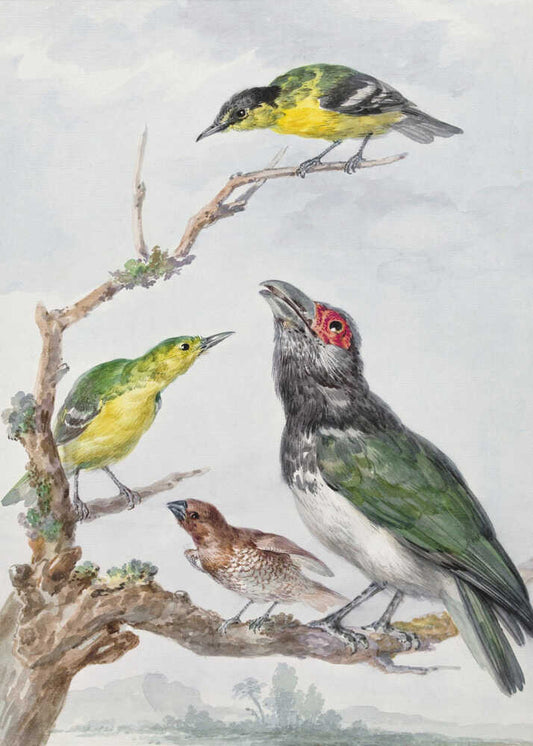 Four Different Birds On a Branch