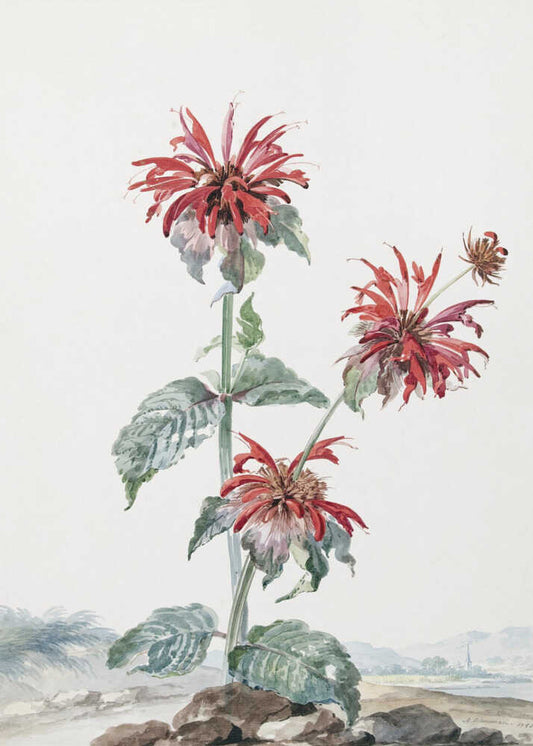 A Red Bergamot In a Landscape