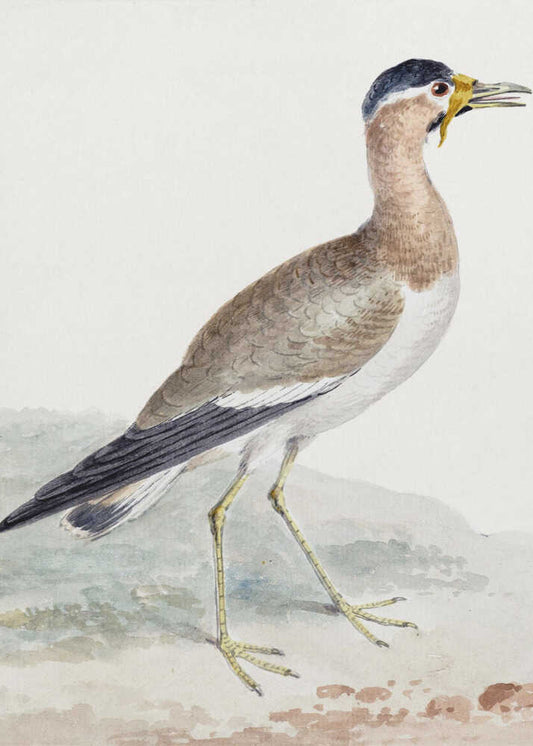 A Yellow Wattled Lapwing