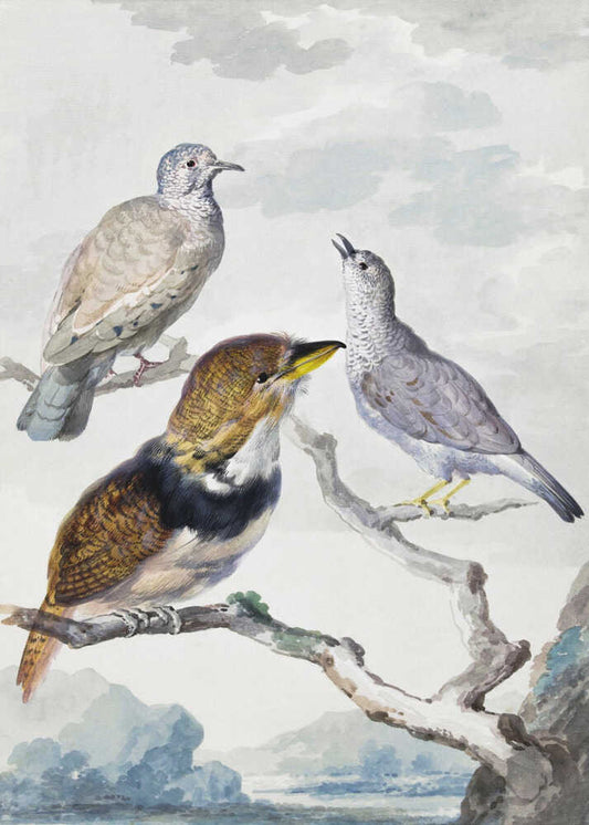 Three Birds, Two Inca Pigeons and a Collared Bearded Cuckoo