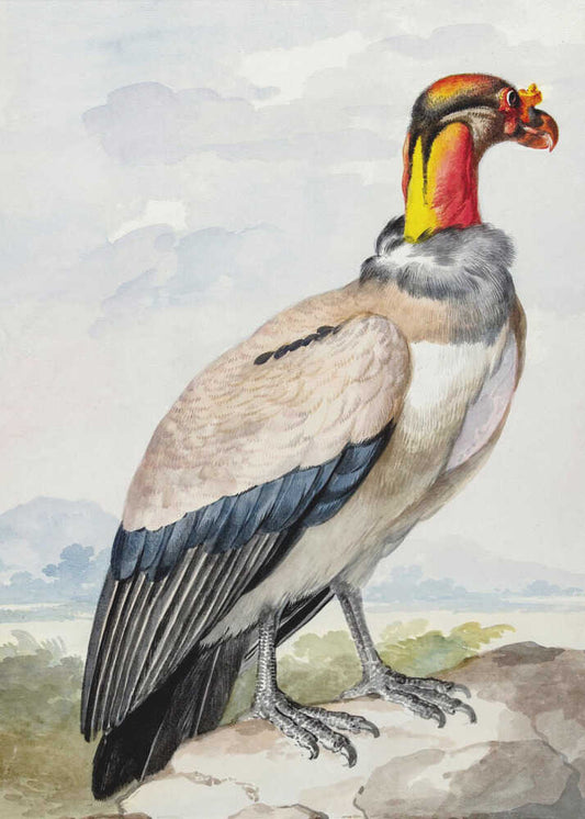 Stone Curlew
