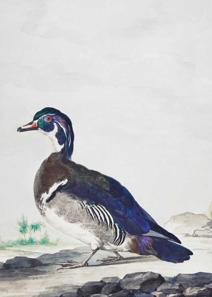 A Duck