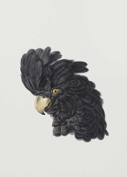 Head of a Cockatoo