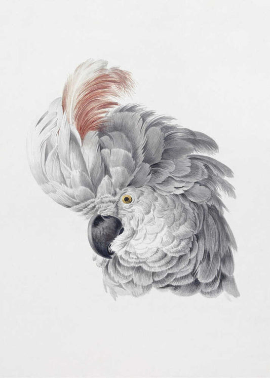 Cockatoo Head