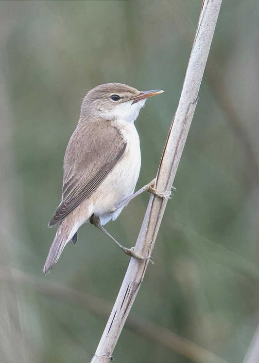 Common Reed Warbler