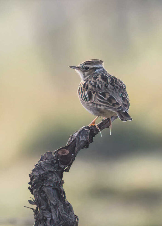 Woodlark