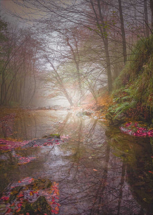 Gloomy Reflections