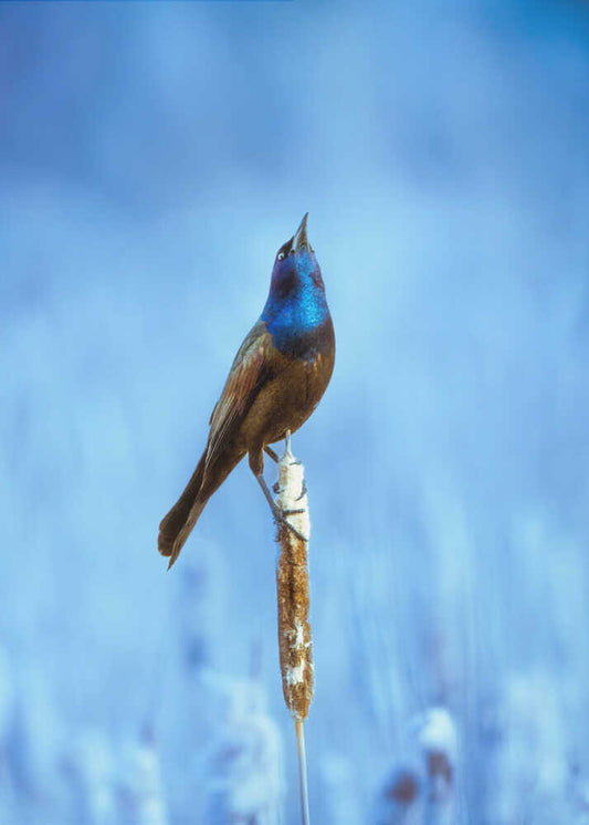 Sing a song