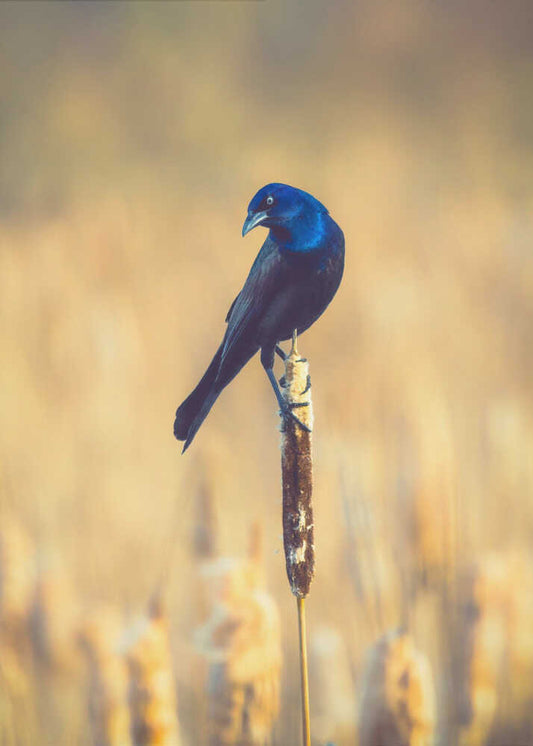Grackle