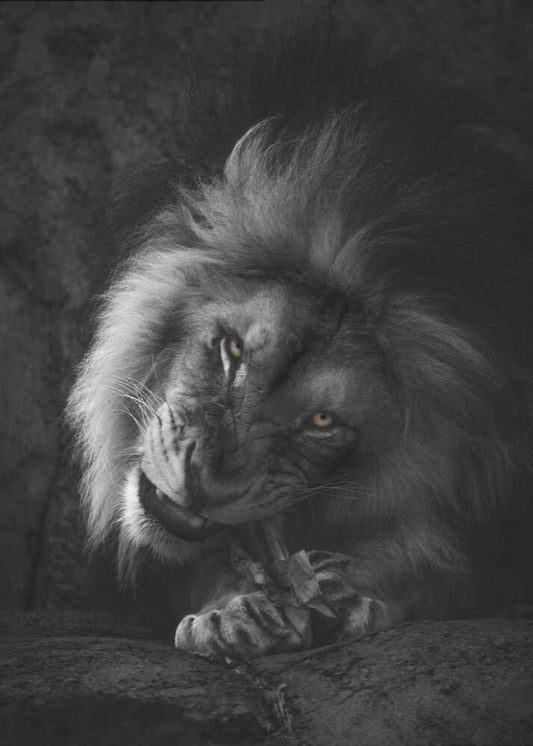 Cute and aggressive