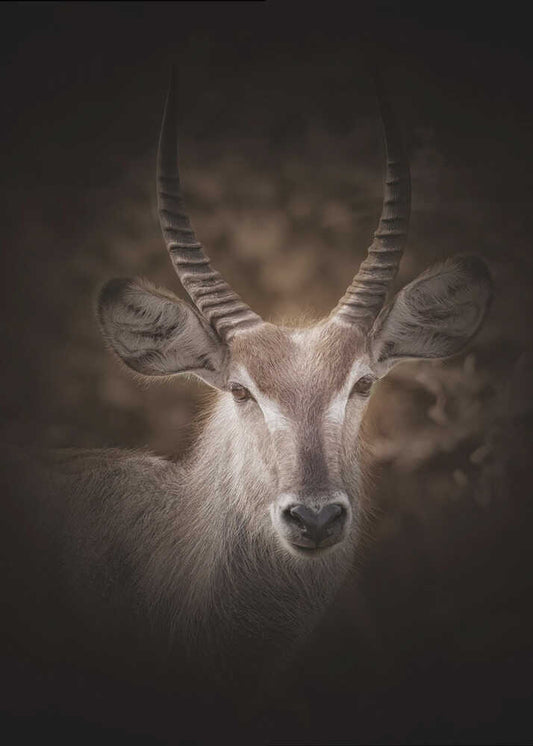 Portrait of Waterbuck