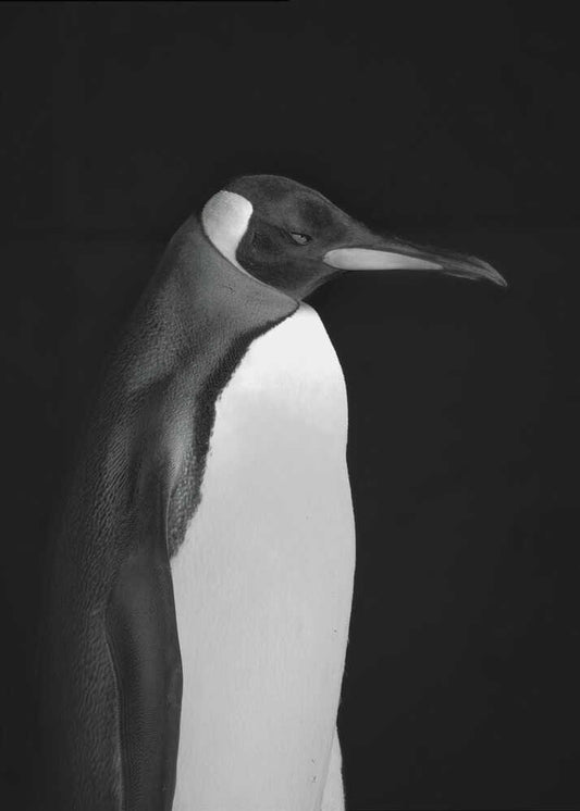 Mr. Penguin