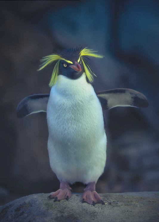 Rockhopper Penguin III