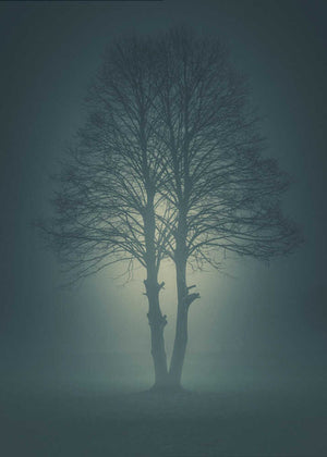 Ethereal Foggy Tree