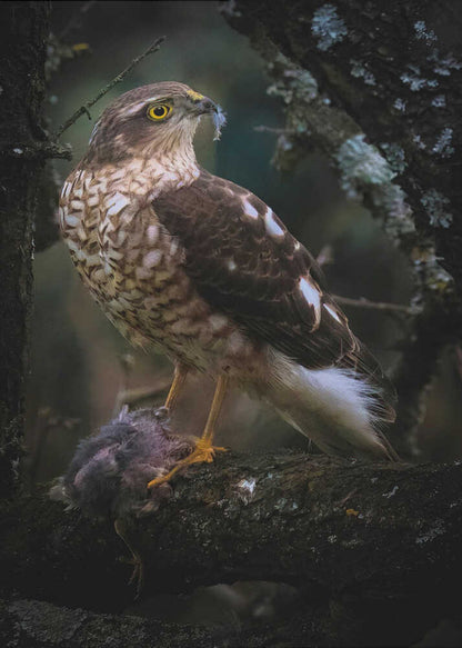 Return from hunting for the sparrowhawk