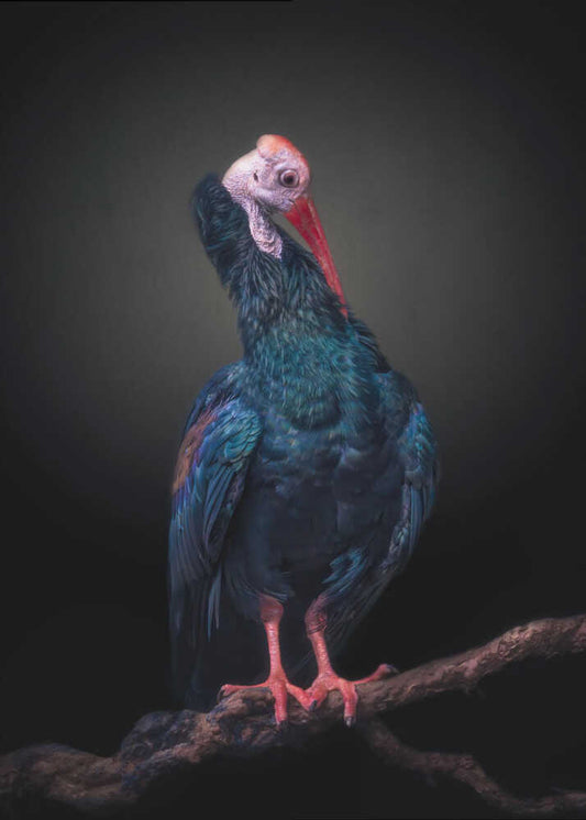 Majestic Ibis in Repose