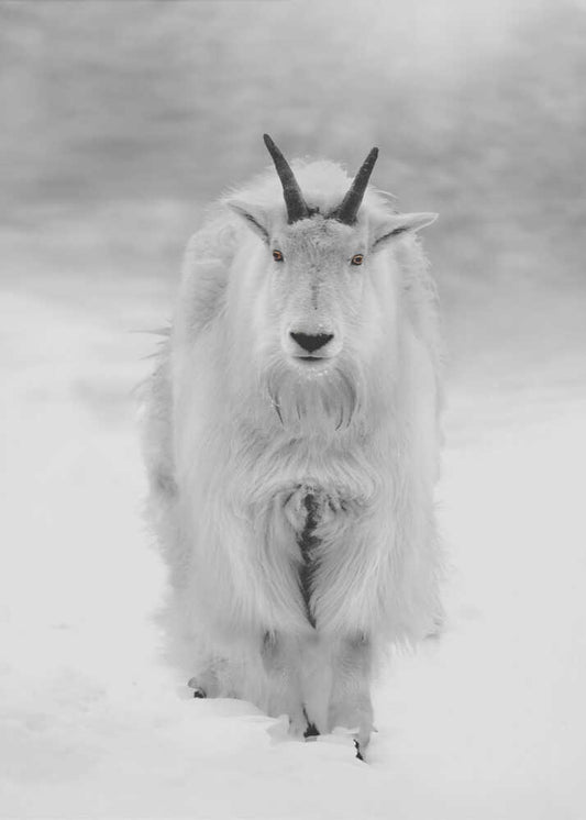 Snowy Sentinel