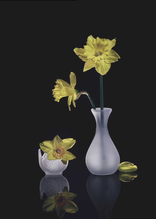 Graceful Yellow Daffodils