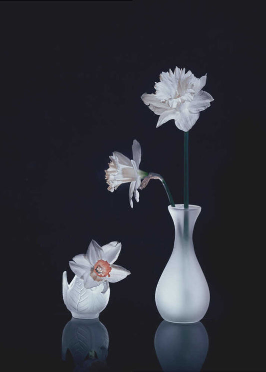 White Daffodils Still Life