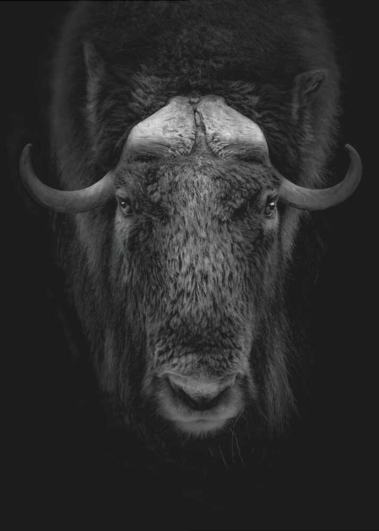 Majestic Muskox Portrait