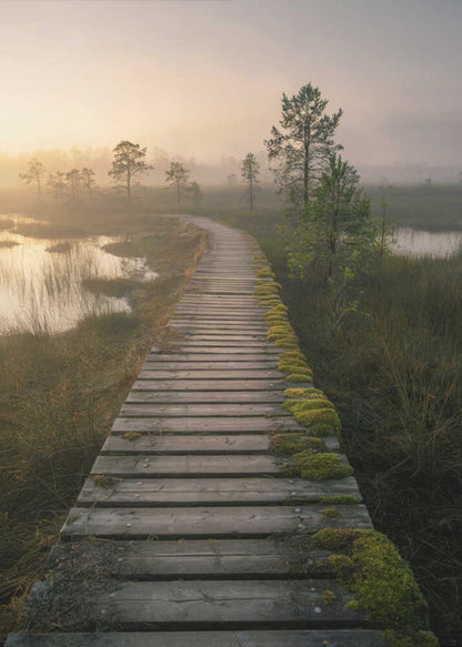 Misty Wilderness