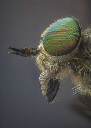 Green Eyed Insect