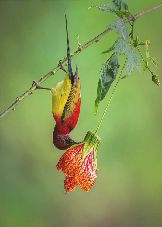 Sunbird#4