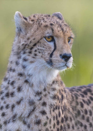 Cheeta