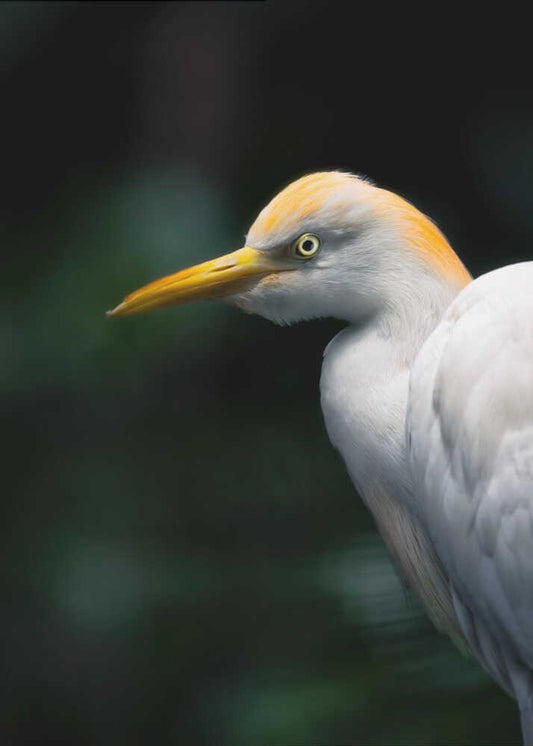 Cattle Egret