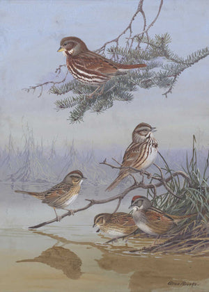 Sparrow By Allan Brooks