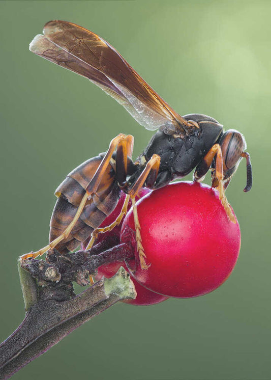 Wasp On Red Berry