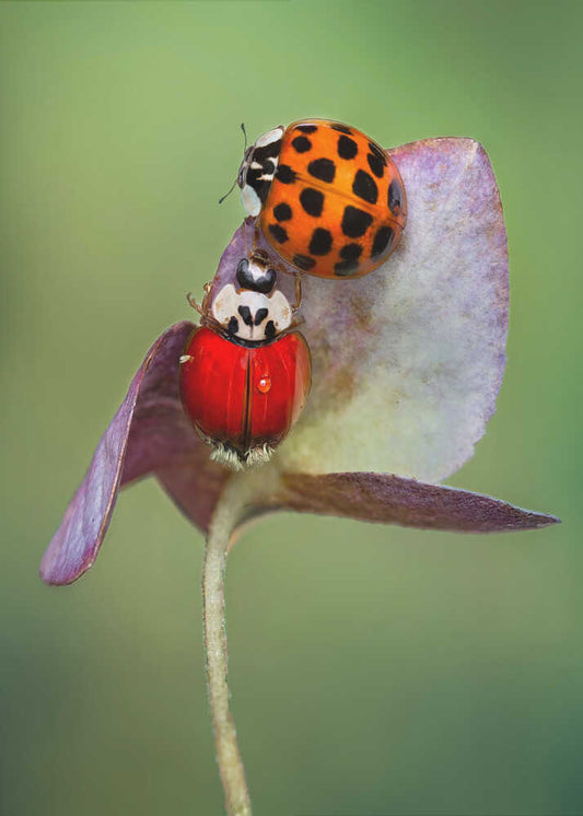 Ladybug Pair On Leaf