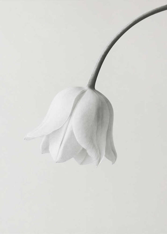 Elegant White Bloom
